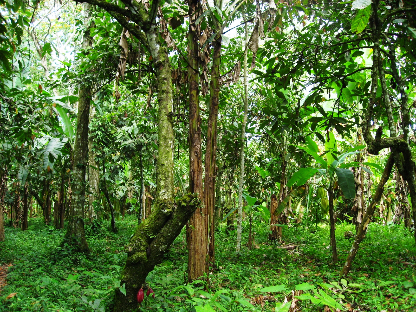 PEACE WITH NATURE INITIATIVE